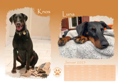Dobermann Nothilfe Wandkalender 2025 – Bild 2