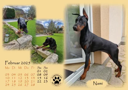 Dobermann Nothilfe Wandkalender 2025 – Bild 3