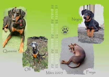 Dobermann Nothilfe Wandkalender 2025 – Bild 4