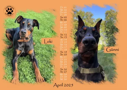 Dobermann Nothilfe Wandkalender 2025 – Bild 5