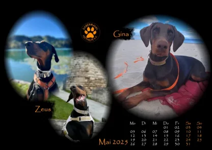 Dobermann Nothilfe Wandkalender 2025 – Bild 6