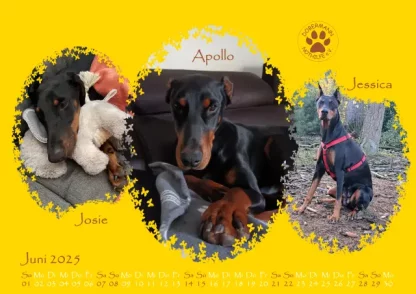 Dobermann Nothilfe Wandkalender 2025 – Bild 7