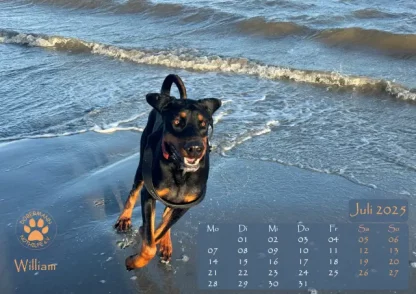 Dobermann Nothilfe Wandkalender 2025 – Bild 8