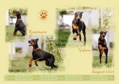 Dobermann Nothilfe Wandkalender 2025 – Bild 9