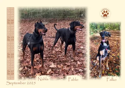 Dobermann Nothilfe Wandkalender 2025 – Bild 10