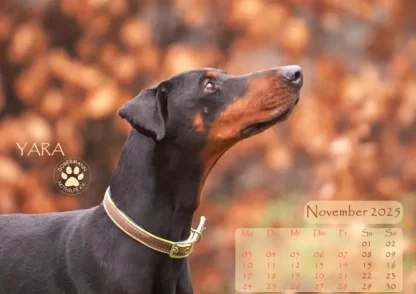 Dobermann Nothilfe Wandkalender 2025 – Bild 12