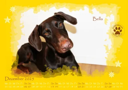 Dobermann Nothilfe Wandkalender 2025 – Bild 13